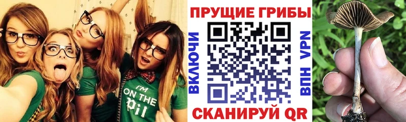 Галлюциногенные грибы Psilocybe Железногорск
